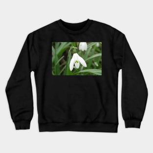 The March Snowdrop Crewneck Sweatshirt